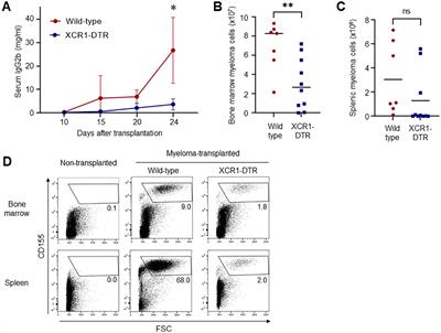 Type I-conventional dendritic cells support the progression of multiple myeloma in the bone marrow